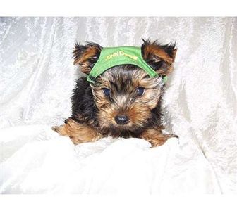 affectionateyorkiepuppiesforadoption