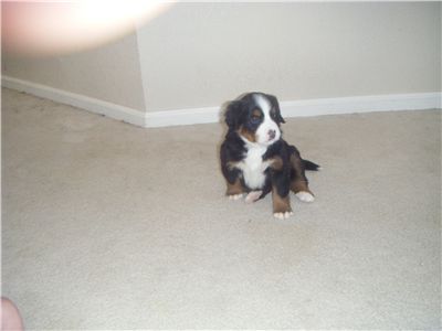 BerneseMountainDogPuppies