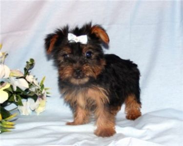 CuteandAffectionateYorkiePuppyForAdoption