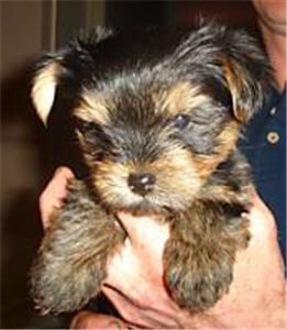 GORGEOUSLITTLEFEMALEYORKIEFORFREEADOPTION