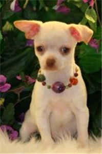 Cutechihuahuapuppiesforsale