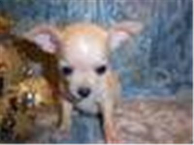 cutechihuahuapuppyforsale