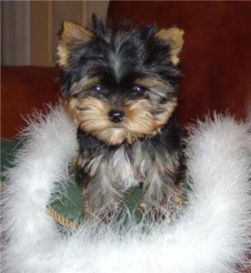 TeacupYorkiePuppiesForFreeAdoption