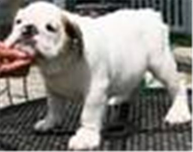 TopqualityEnglishBulldogpuppiesavailable