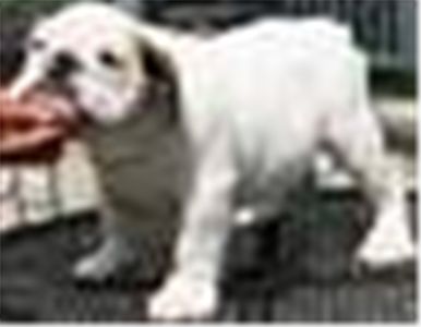 bestenglishbulldogsforfreeadoption