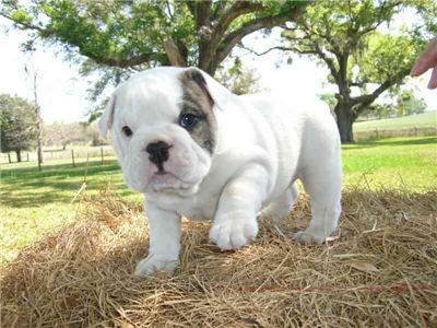 Englishbulldopgpuppyforadoption