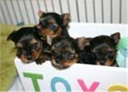 Lovelyteacupyorkiepuppiesforadption