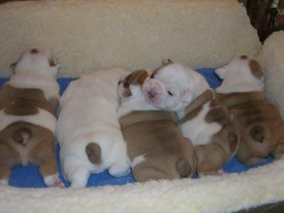 WellsocializedEnglishbulldogpuppies