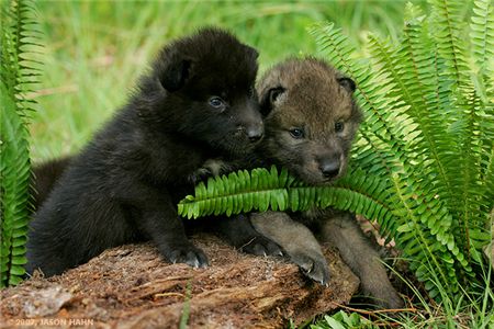 wildwolfpuppiesforsale