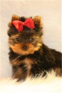 malesandfemalesyorkiespuppiesforadoption