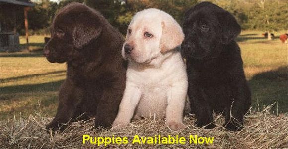 WEEKLABPUPPIESFORSALE